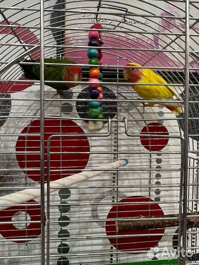 Попугай неразлучники