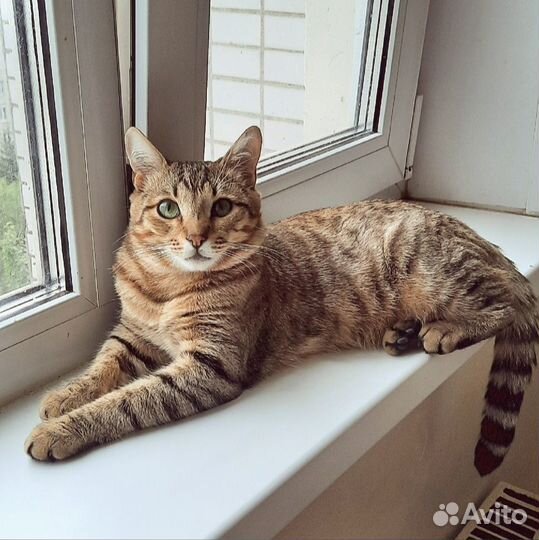 Кошки в добрые руки даром