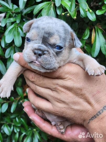 Французята