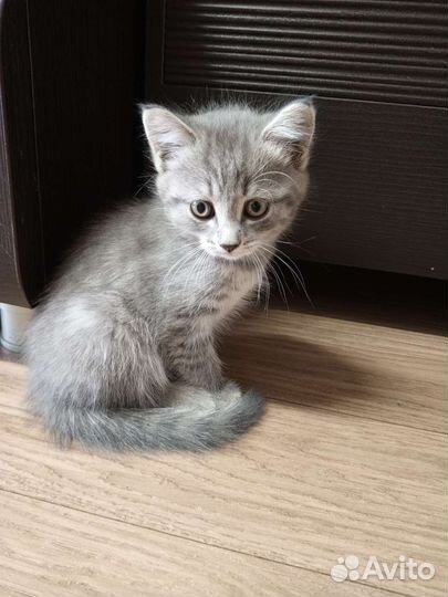 Шотланские котятки