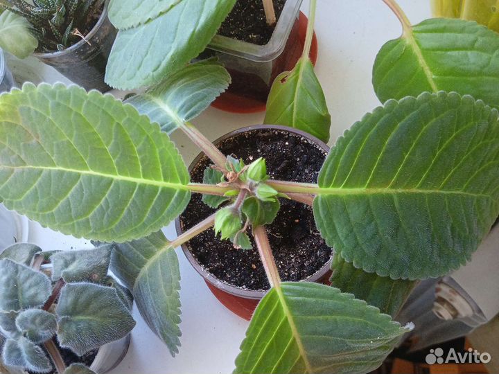 Глоксиния махровая