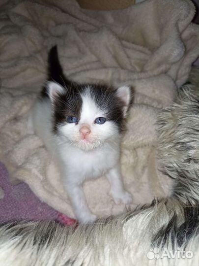 Котëнок в добрые руки
