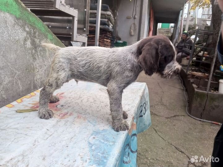 Щенки дратхаара