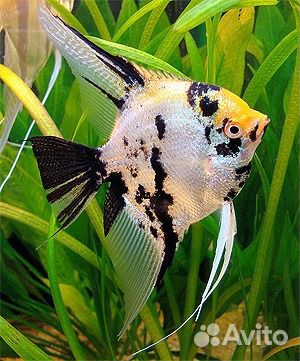 Скалярия. Аквариум. Фильтр. Сифон Компрессор Фон