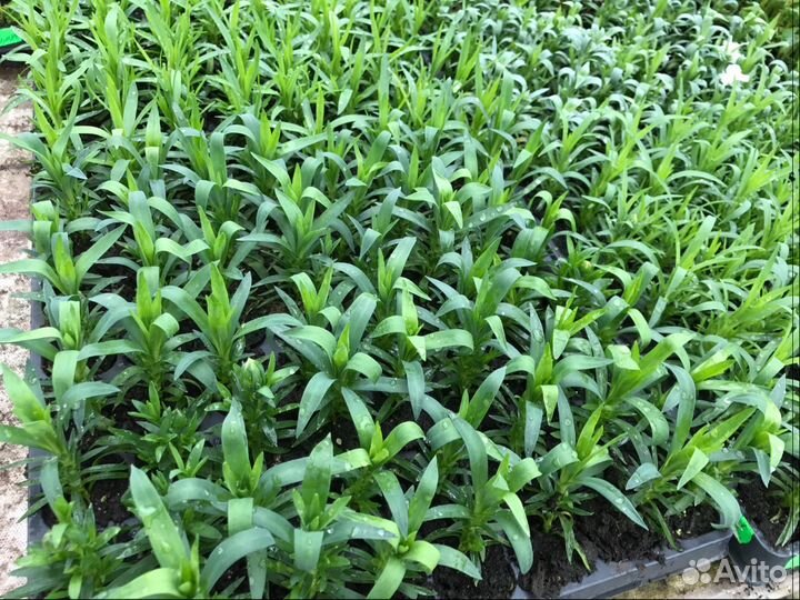 Гвоздика низкорослая,черенки