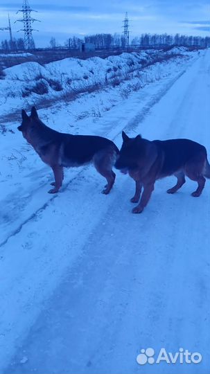 Немецкая овчарка