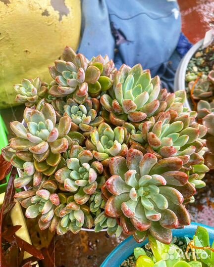 Суккуленты