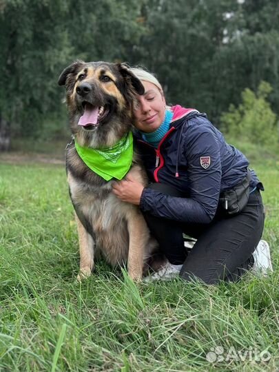 Собаки бесплатно в добрые руки