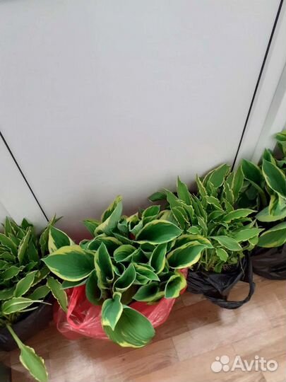 Хосты делёнки