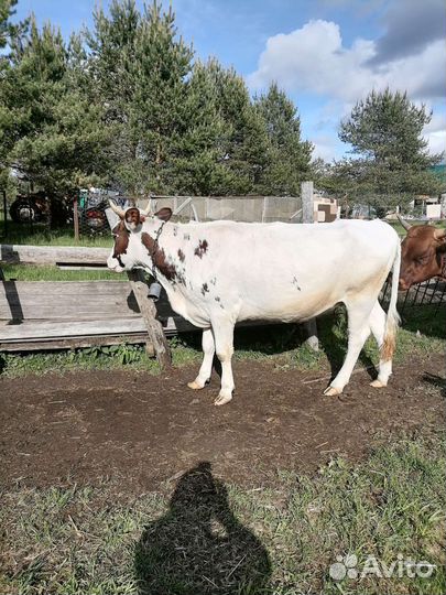 Телки нетели