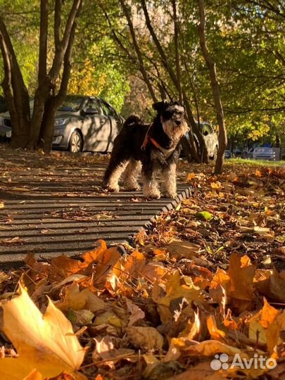 Цвергшнауцер вязка