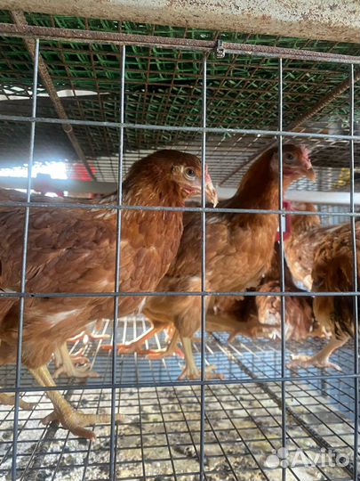 Куры несушки