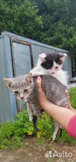 Котятки