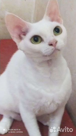 Котята девон-рекс