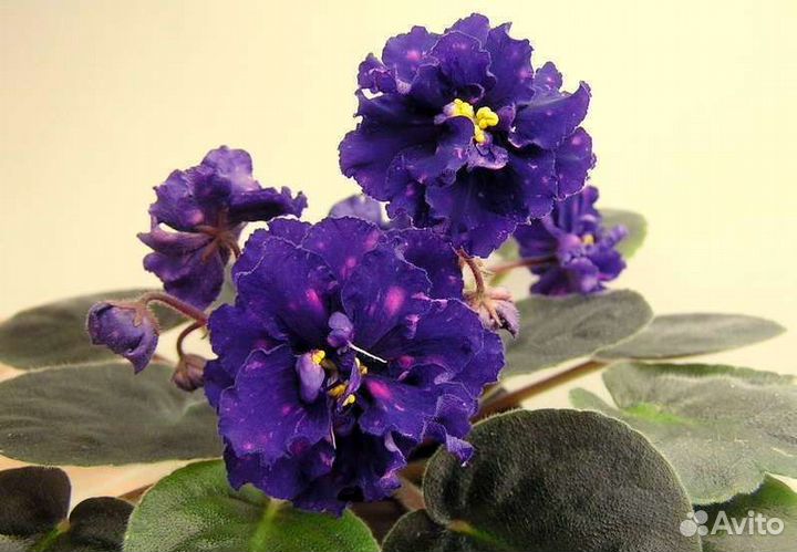 Сортовые фиалки.детки и укор.листики