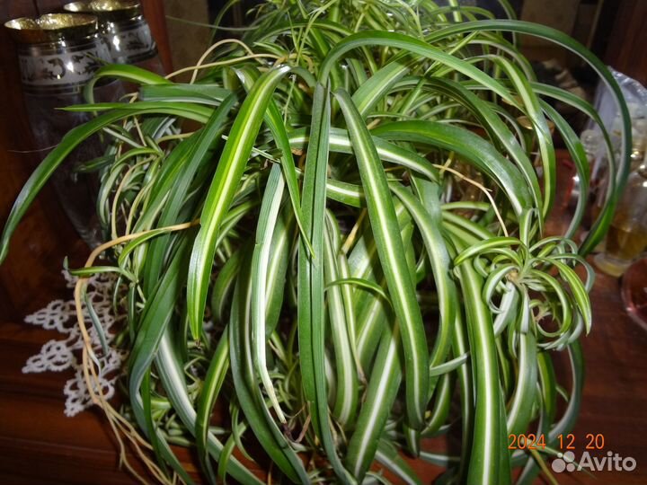 Хлорофитум продам