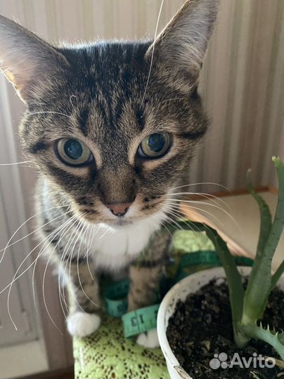 Передержка животных