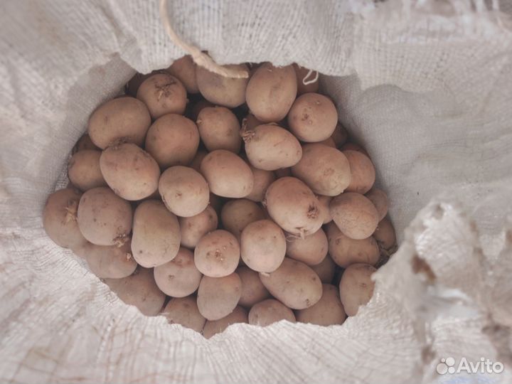 Семенной картофель Санэте