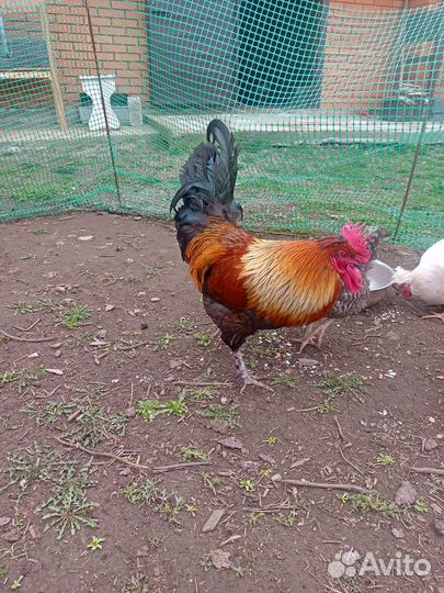 Молодые петушки