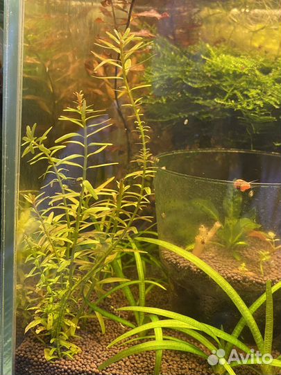 Отдам излишки аквариумных растений