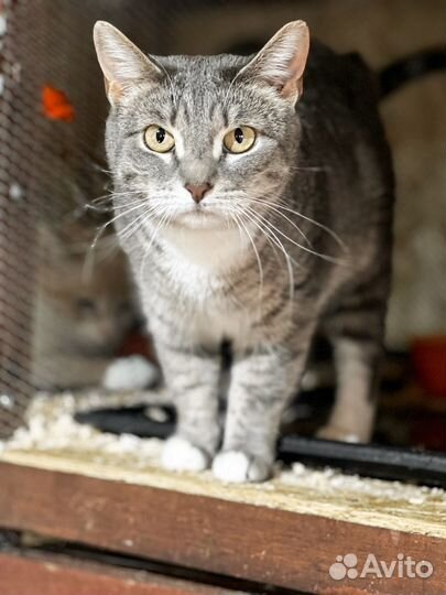 Кошка в добрые руки