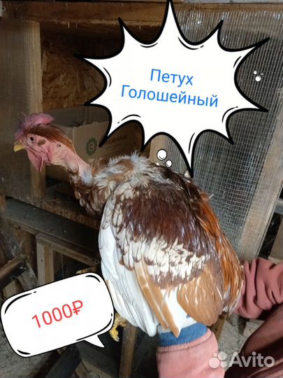 Петух