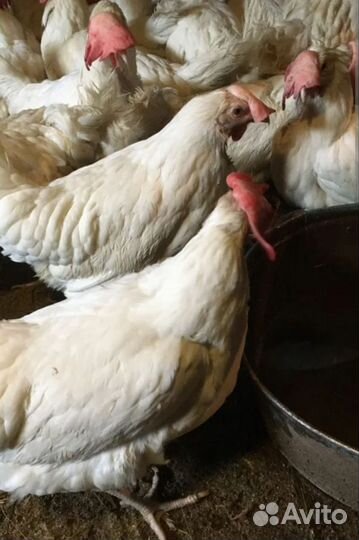 Куры несушки