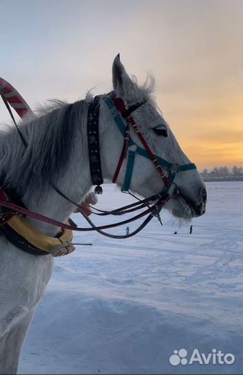 Автобусный тур в Великий Устюг на Рождество