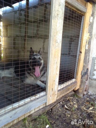 Вязка кобель вео