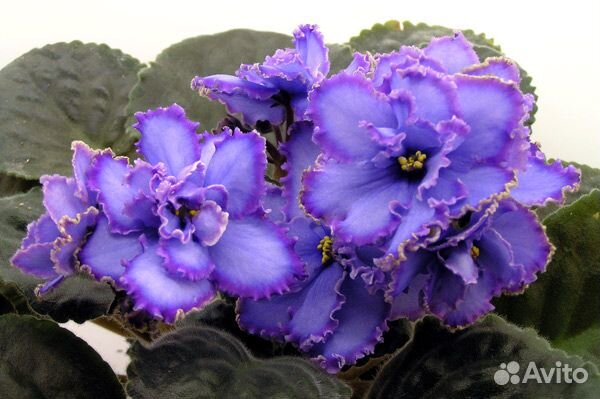 Детки сортовых фиалок