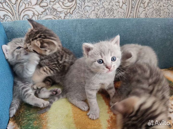 Кошки шотландцы