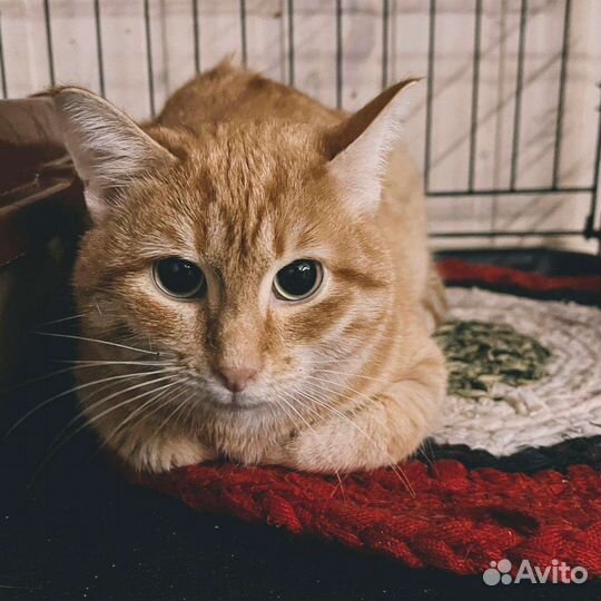 Кот