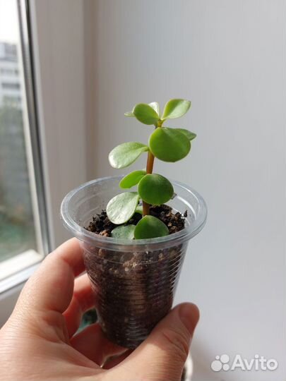 Суккуленты