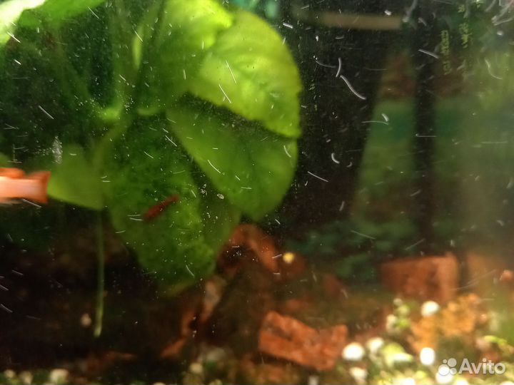 Рыбки гуппи белый блондин