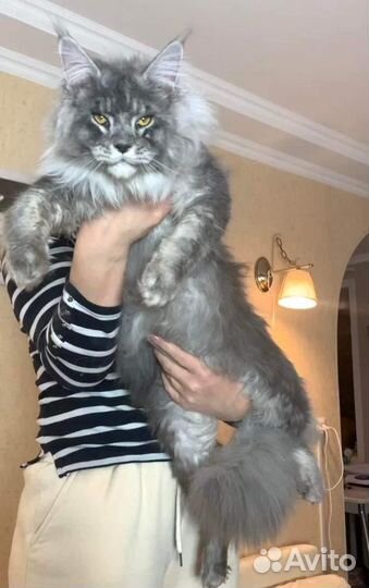 Закрываю питомник