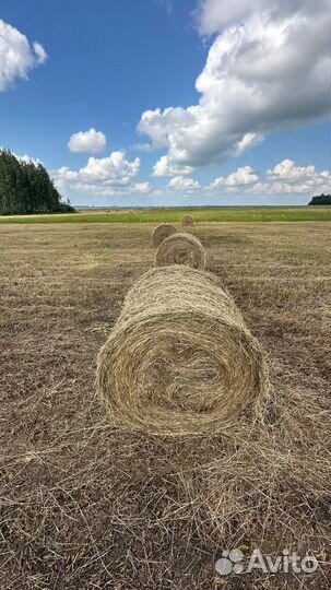 Продажа свежего сена в рулонах. Доставка