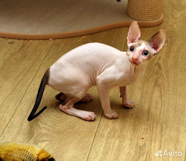 Котята корниш рекс
