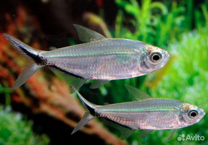 Тетра Коста (Моенкузия Коста) аквариумная рыба