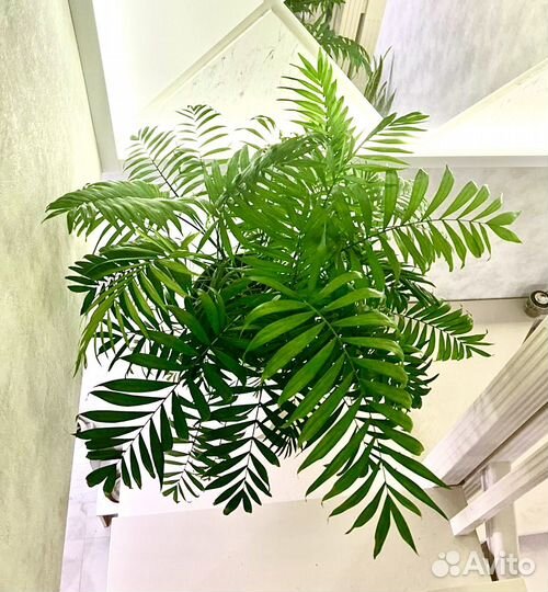 Пальма хамедорея