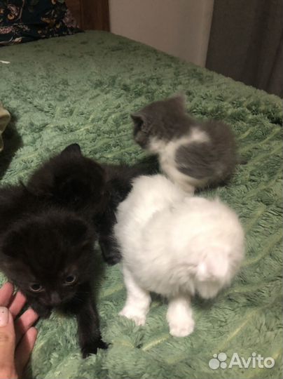 Милые котята ищут дом)