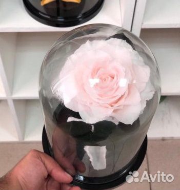 Розы в колбе