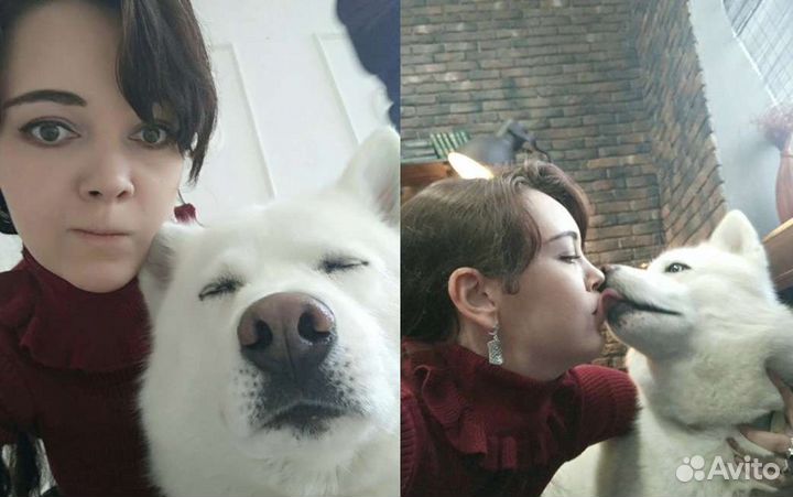 Выгул собак, зооняня, догситтер, уход за животными