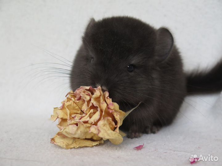 Шиншиллы мальчики и девочки