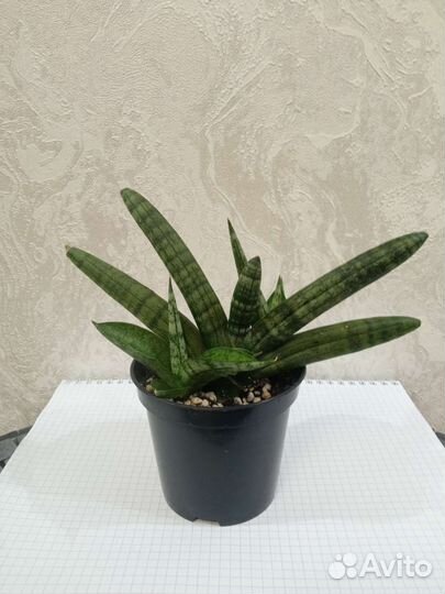 Сансевиерия бонселенсис