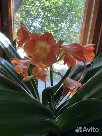 Кливия (Амариллис)