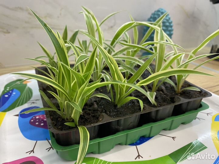 Хлорофитум детки