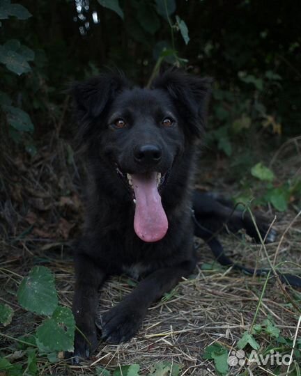 Черный бриллиант