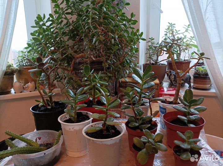 Денежные деревья и ростки