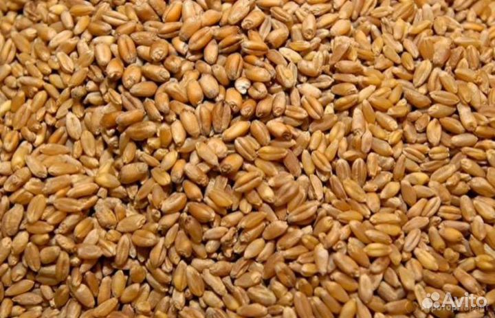 Пшеница, рожь