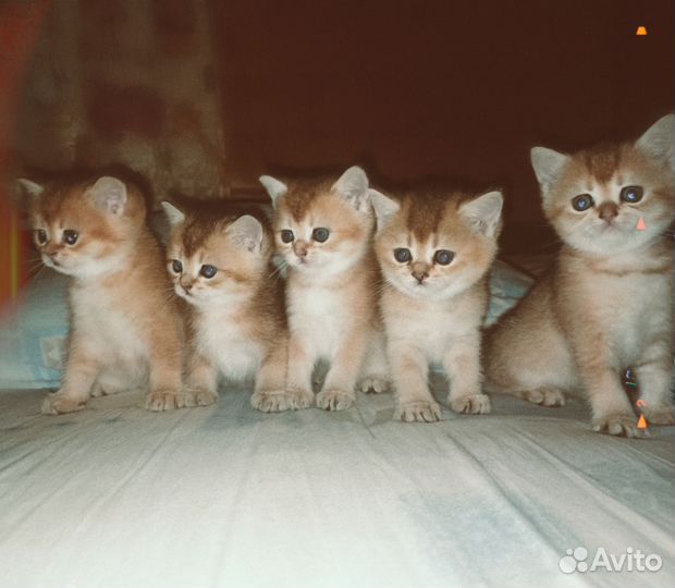 Золотые шиншиллы котята